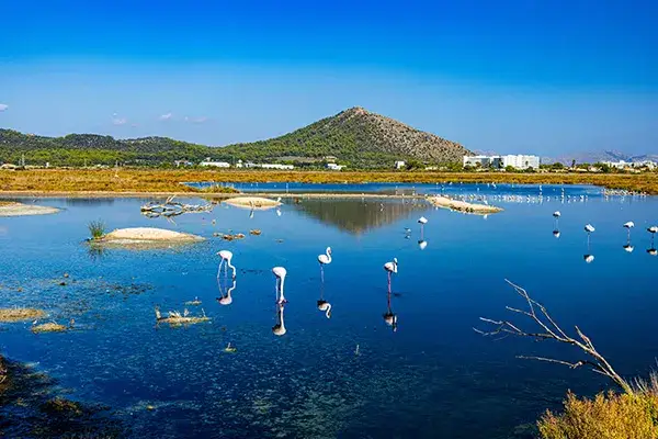 Location - JS Sol de Can Picafort - JS Hotels