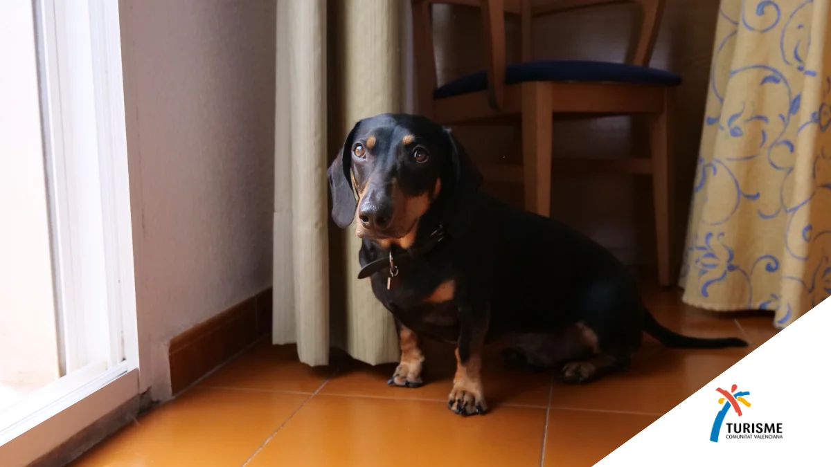 Traveling with your pet in spring: why April is the best time to visit Benic&agrave;ssim - Hotel Bersoca