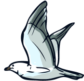 Dessin d'une mouette en plein vol, ailes d&eacute;ploy&eacute;es et plumage blanc et gris.