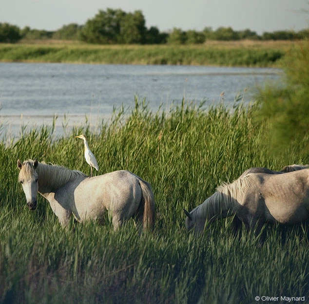 Cheval gris avec un oiseau sur son dos dans les herbes pr&egrave;s d'un lac, autre cheval &agrave; c&ocirc;t&eacute;.