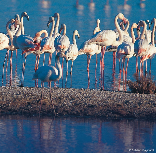 Flamants roses se reposant dans une eau bleue sous un ciel d&eacute;gag&eacute;.