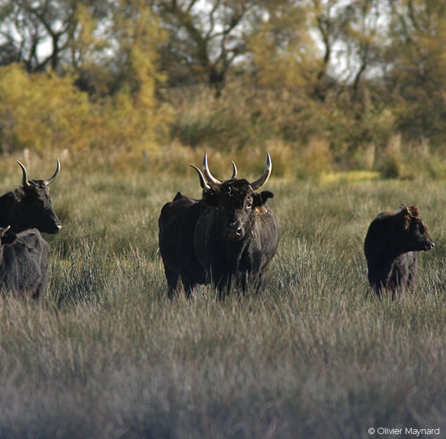 Un troupeau de taureaux noirs dans un champ, avec des arbres en arri&egrave;re-plan.