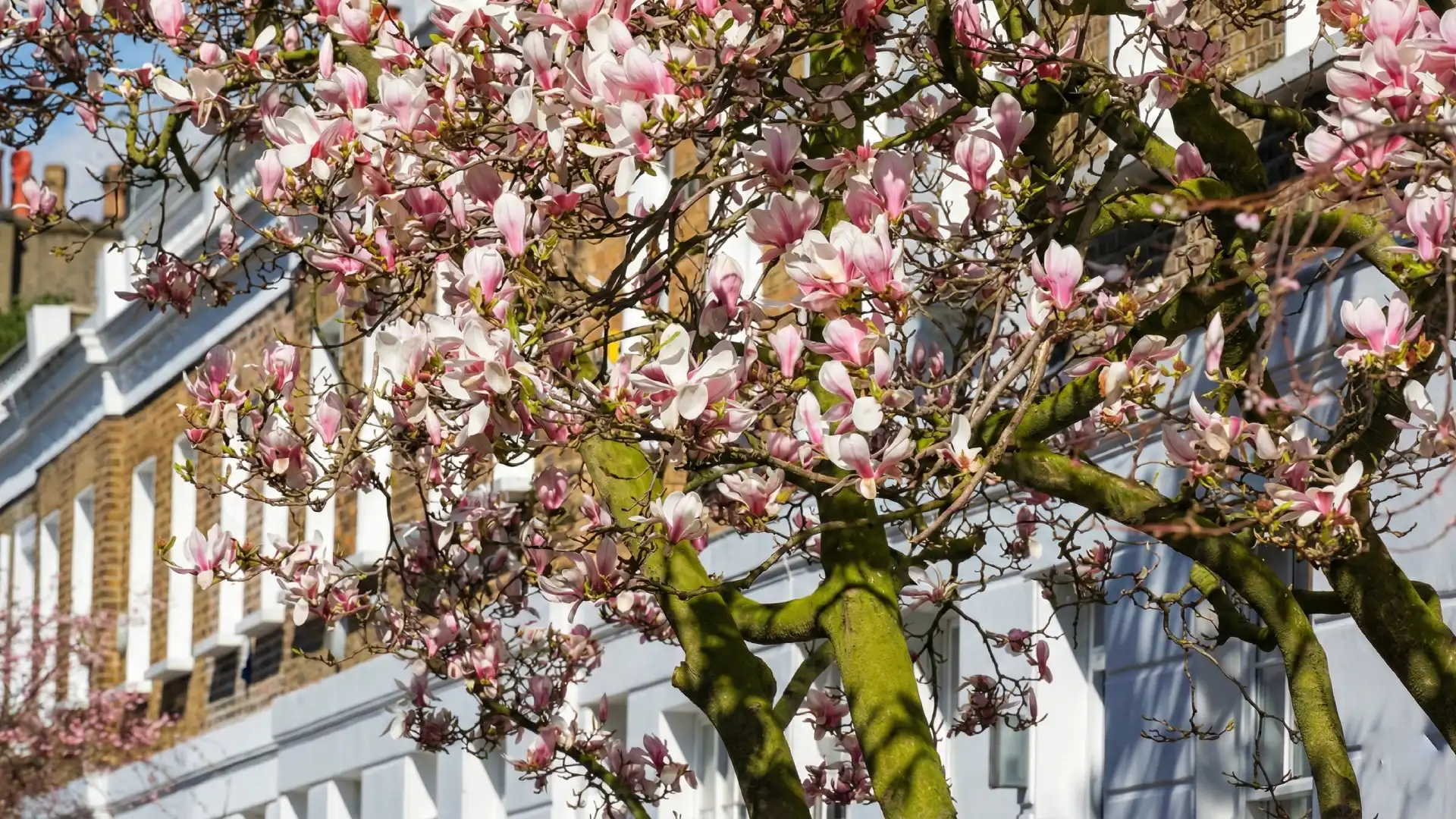 Pink magnolia tree blossoms in front of a sunny building.