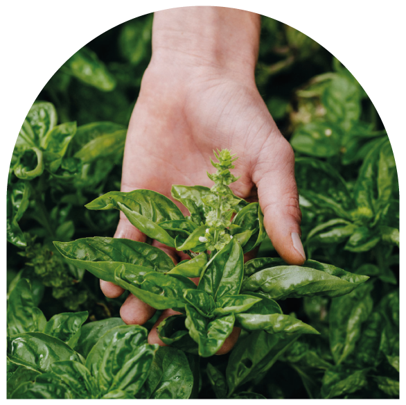 A hand holding green basil leaves in a garden.