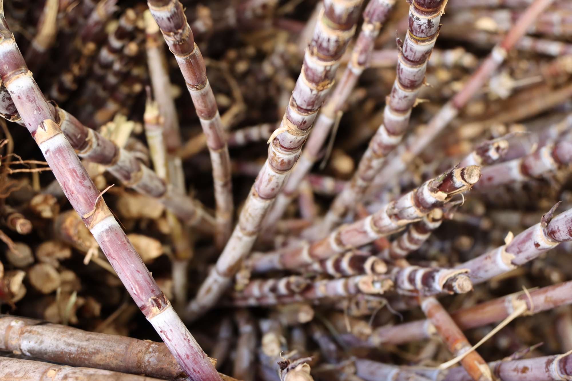 As vistas da Madeira - The Views Hotels