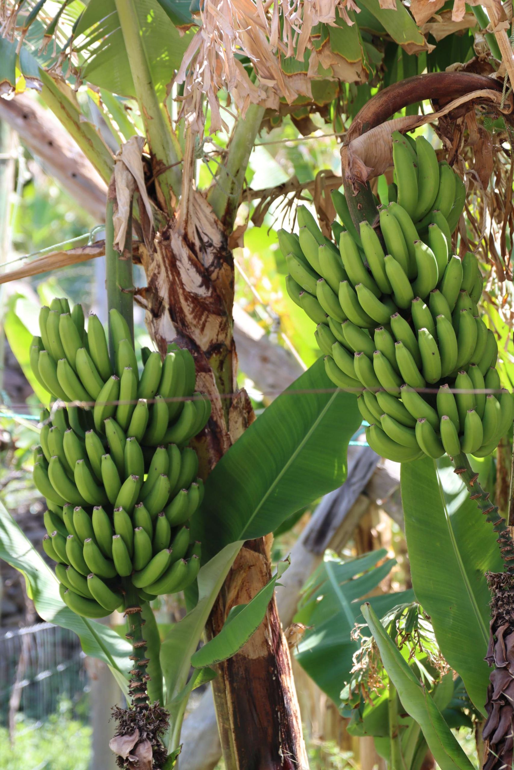 As vistas da Madeira - The Views Hotels