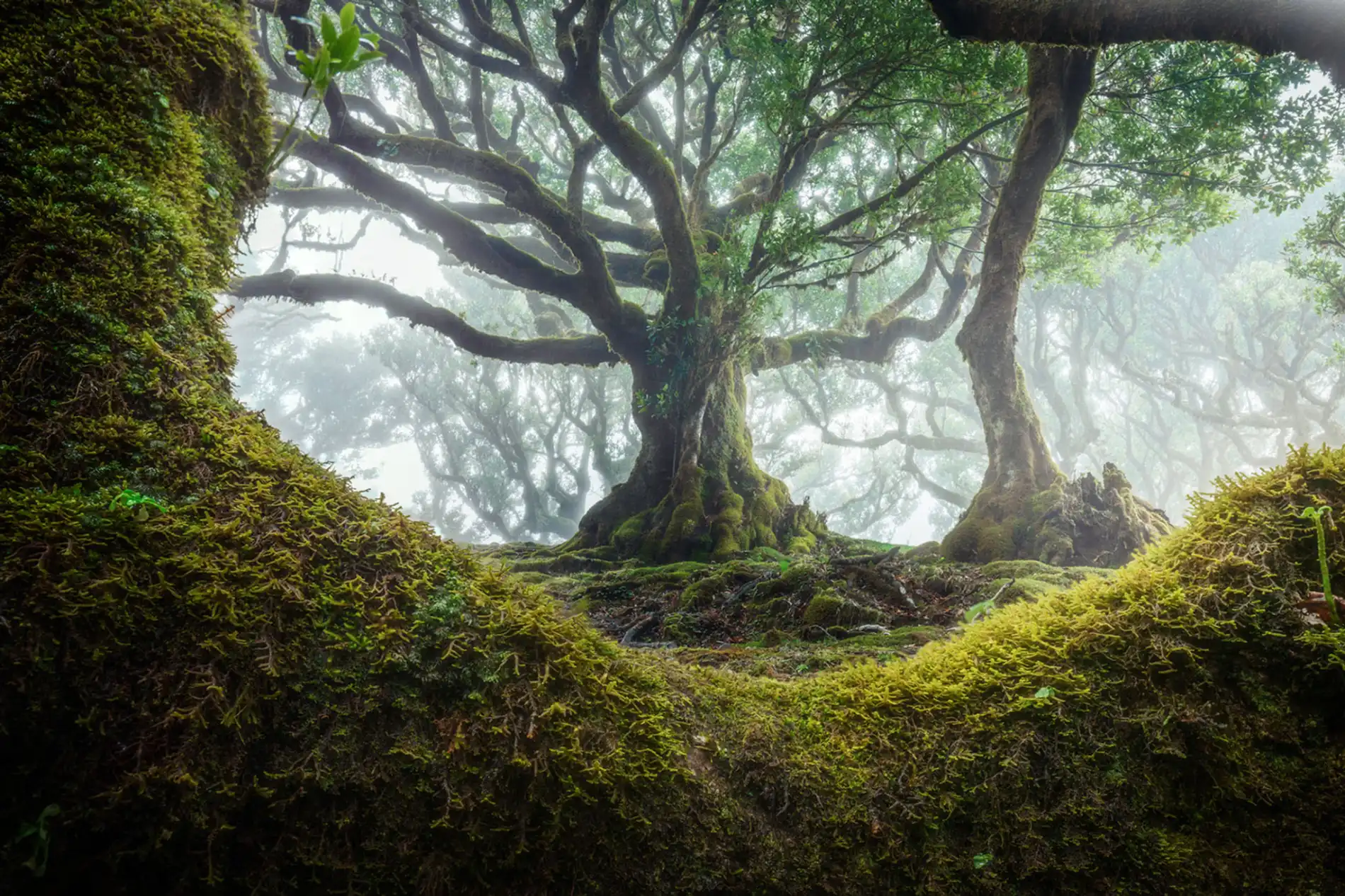 Foggy forest view with moss-covered trees and branches.