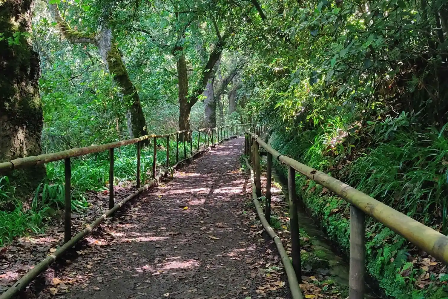 Forest path with handrails surrounded by lush green trees and foliage.