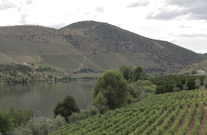 Vinhedos &agrave; beira de um rio com colinas ao fundo, sob c&eacute;u parcialmente nublado.