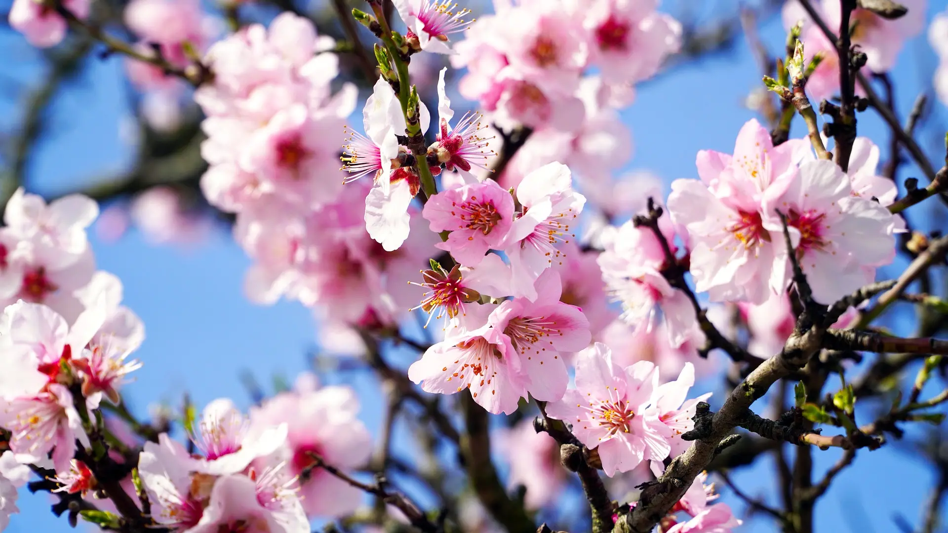Flores de cerejeira cor-de-rosa em galhos contra o c&eacute;u azul.