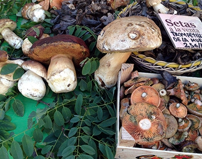 Setas variadas a la venta sobre un mostrador decorado con hojas verdes.