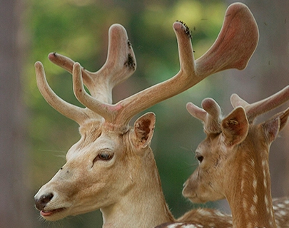 Dos ciervos con cornamenta visible en un entorno natural.