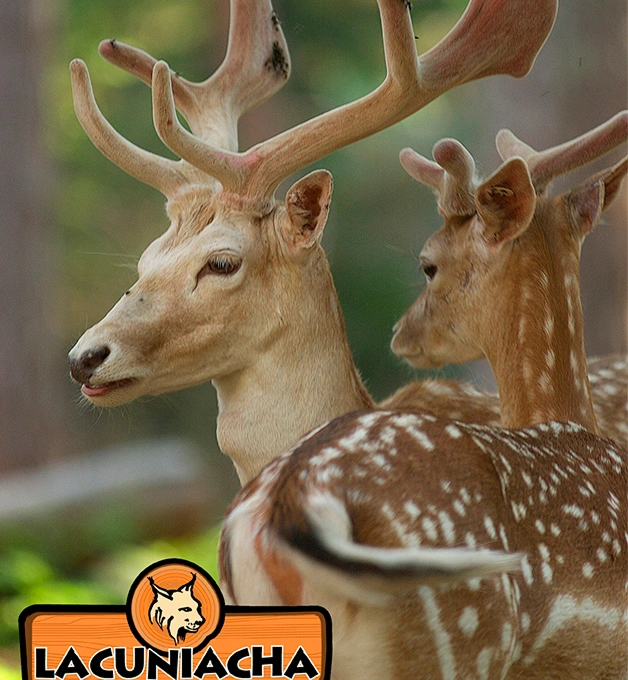 Dos ciervos con cornamenta en Lacuniacha, bosque con fondo borroso.