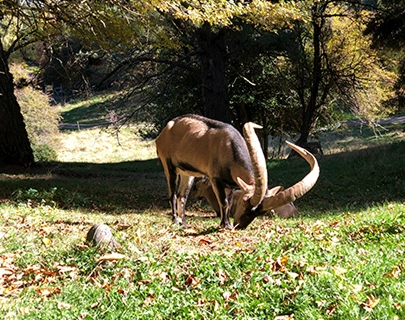 Un cabra pastando en un prado soleado rodeado de &aacute;rboles.