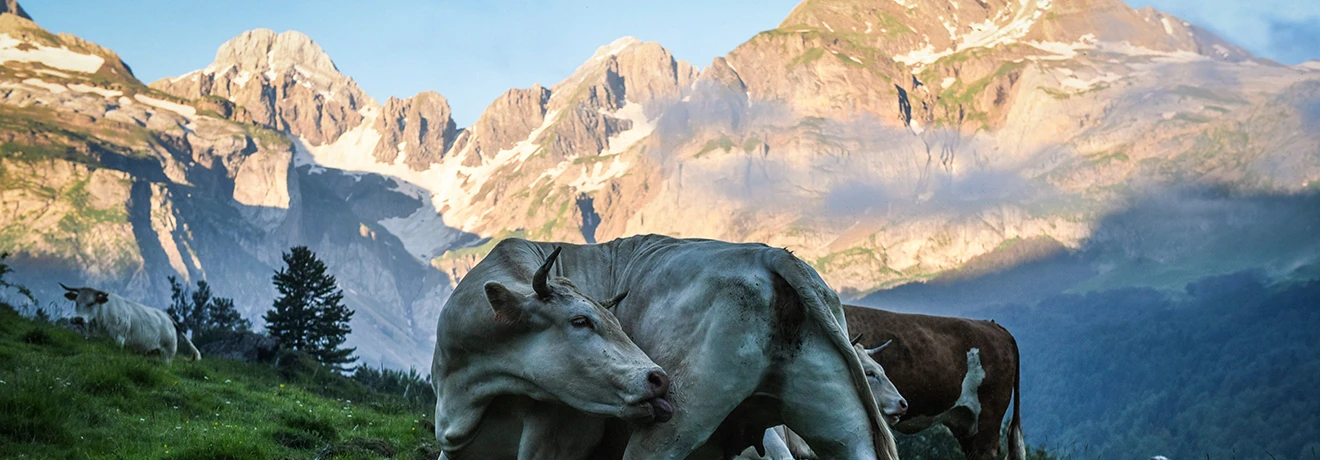 Vacas pastando en un prado monta&ntilde;oso con fondo de picos nevados.