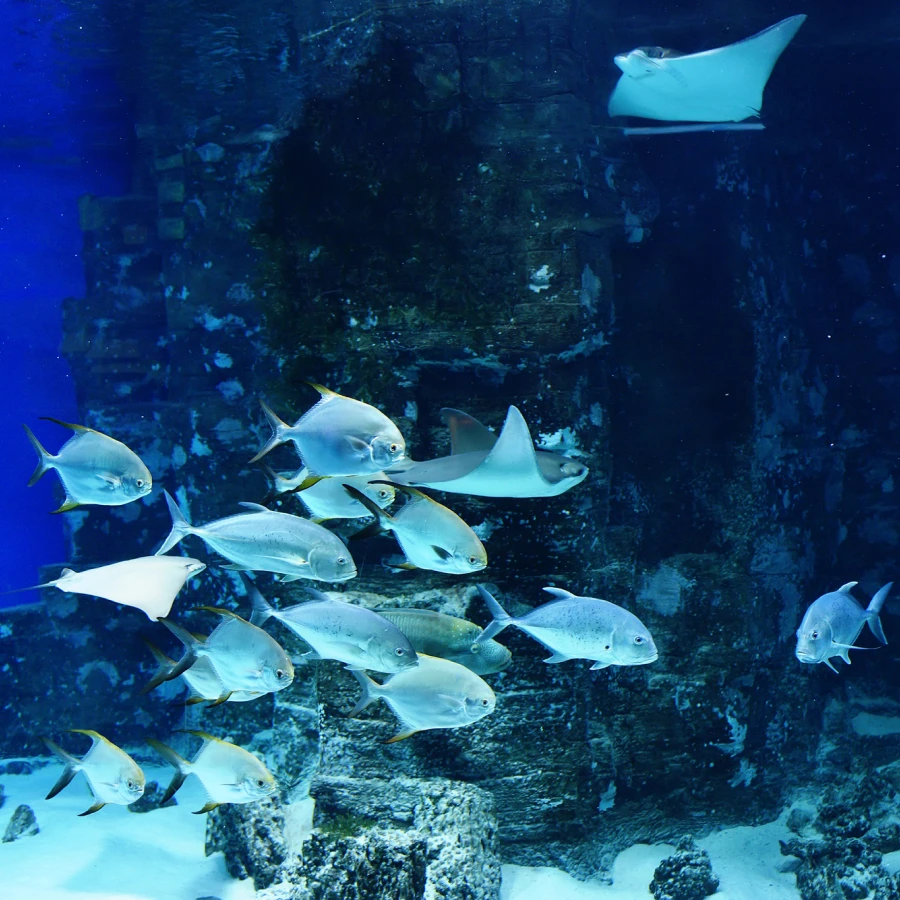 Contacto - Hotel Yes Inn Nuevo Veracruz