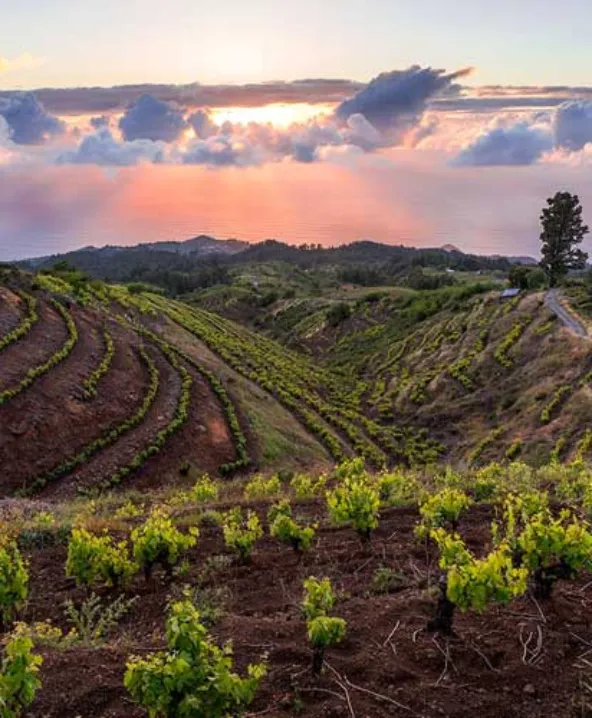 Vi&ntilde;edos al atardecer, con cielo nublado y colinas escalonadas.