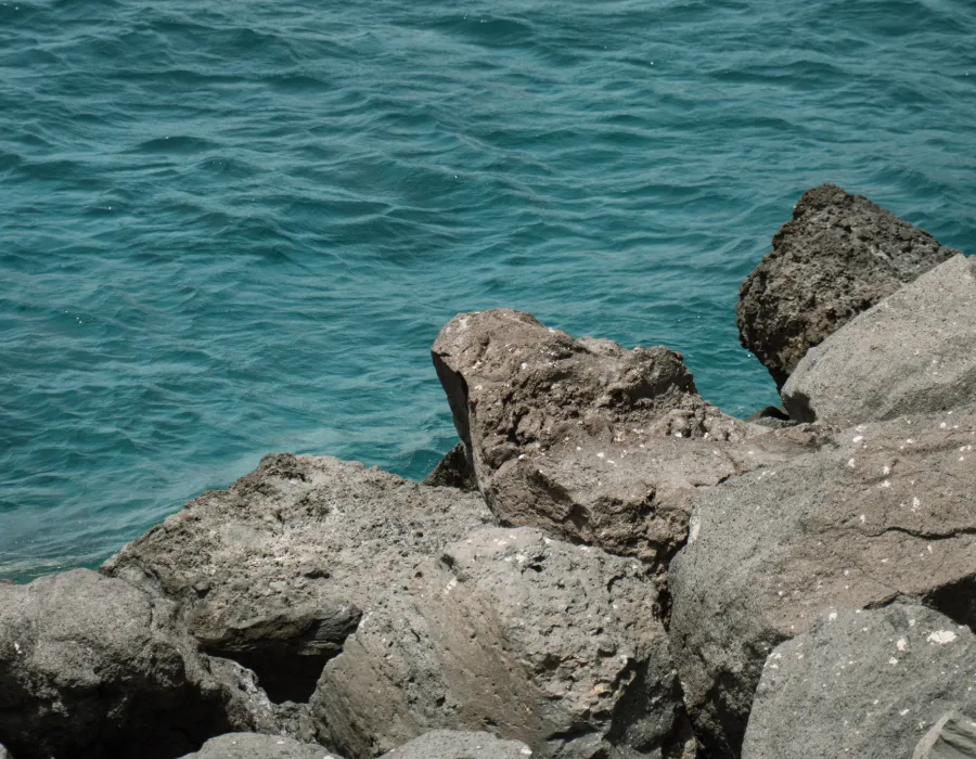 foto de Taro Santa Cruz