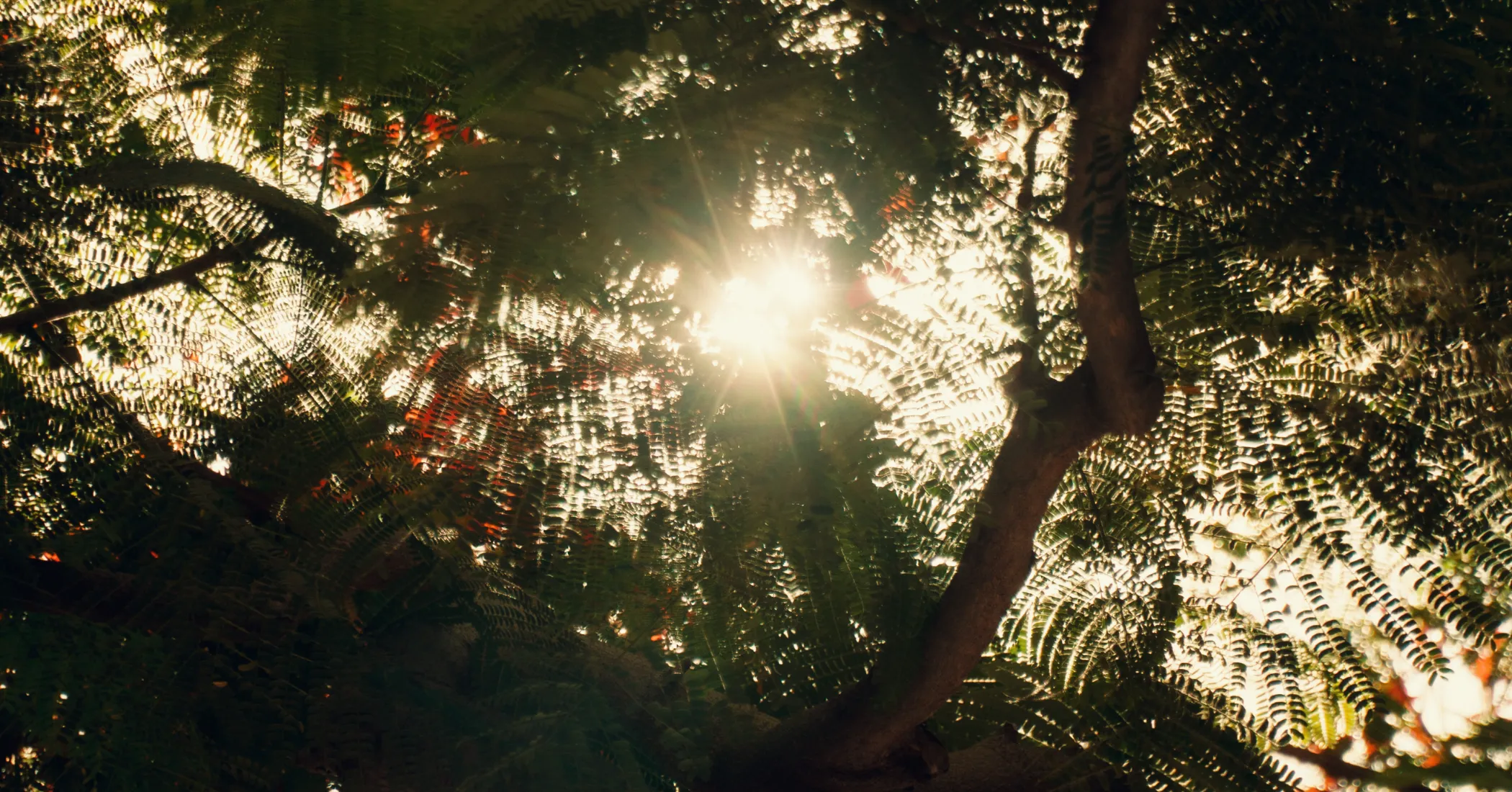 Luz del sol brillando a trav&eacute;s de hojas verdes y ramas en un &aacute;rbol frondoso.
