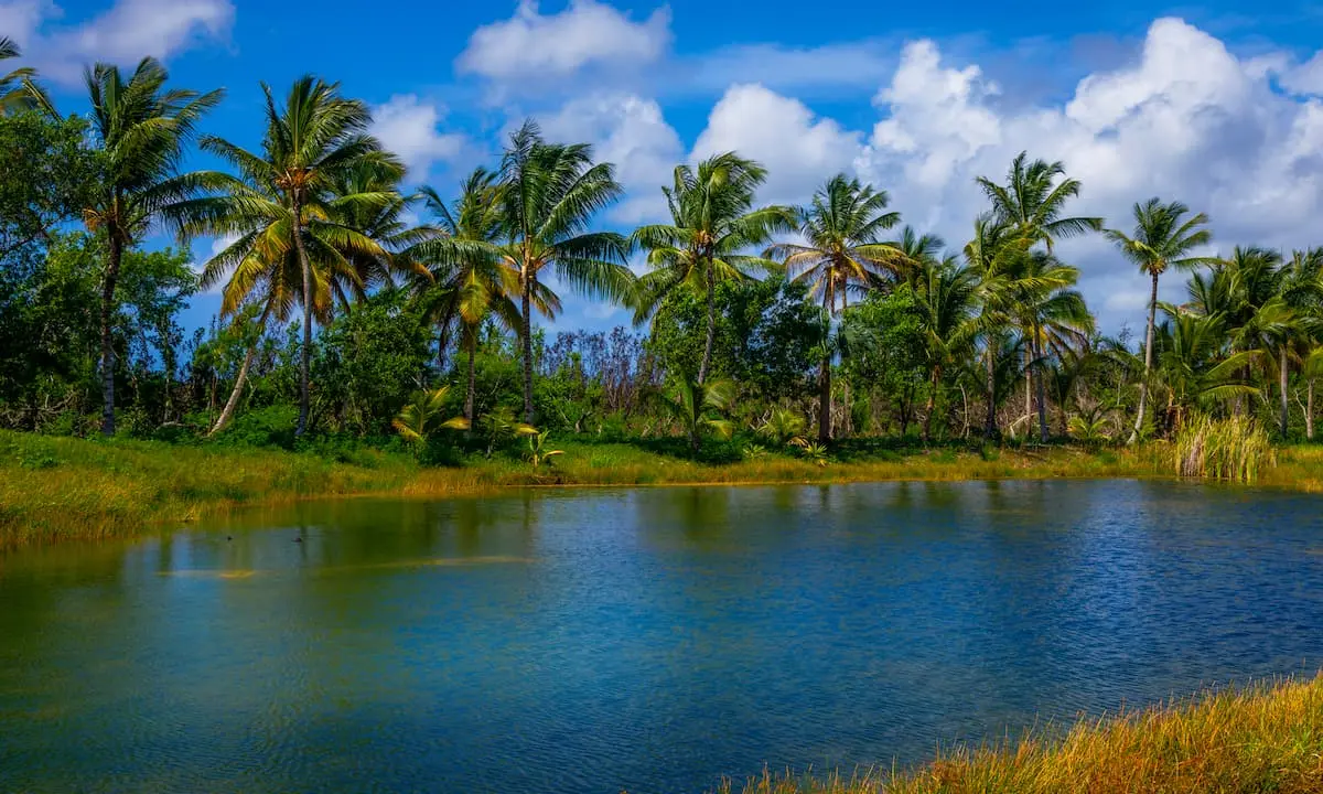 Palmeras junto a un lago, cielo azul con nubes sobre el paisaje tropical.