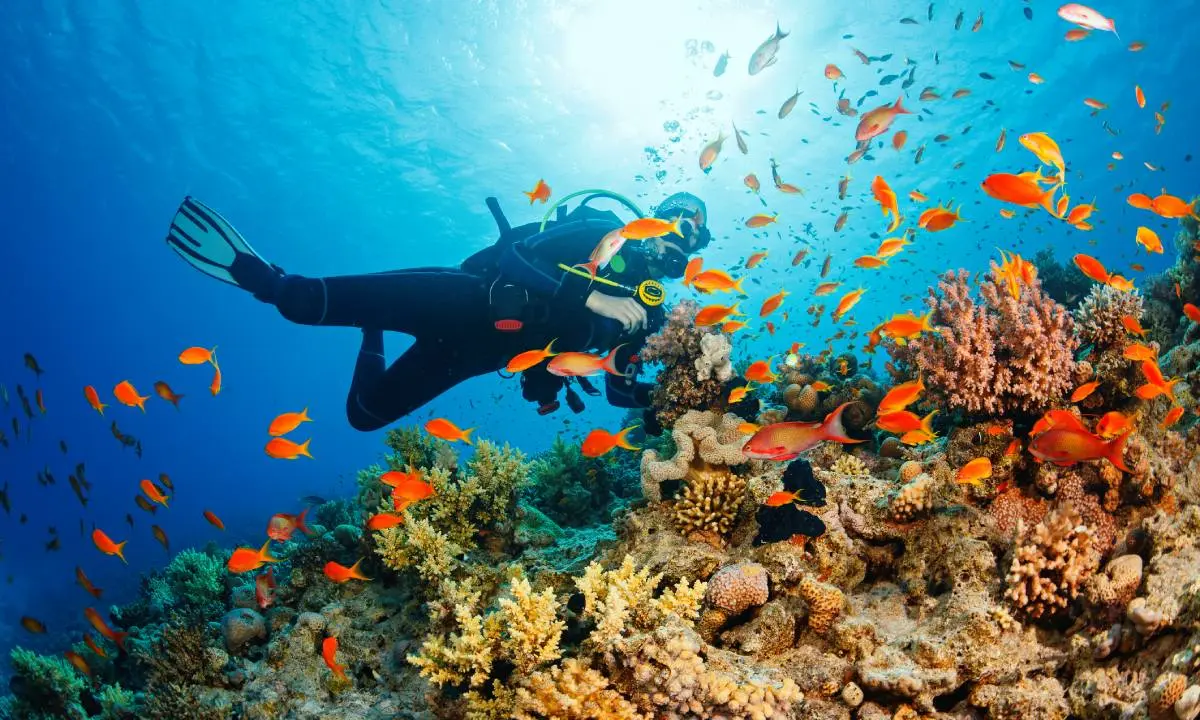 Buceador con aletas observa un arrecife lleno de peces tropicales de colores.