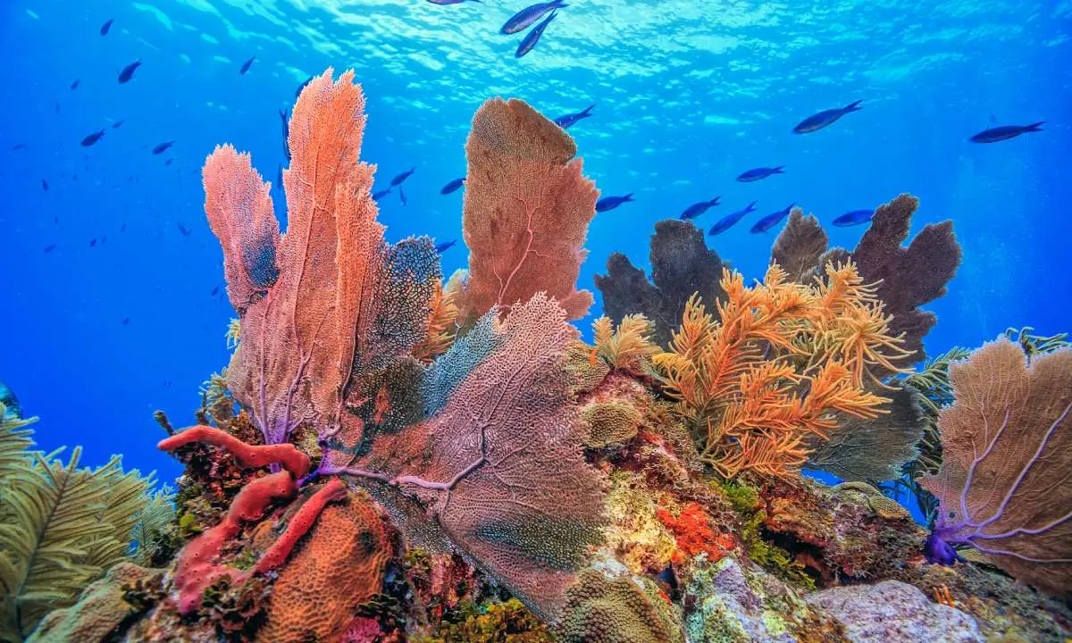 1. Souvenirs Punta Cana auf der Insel lassen Korallen
