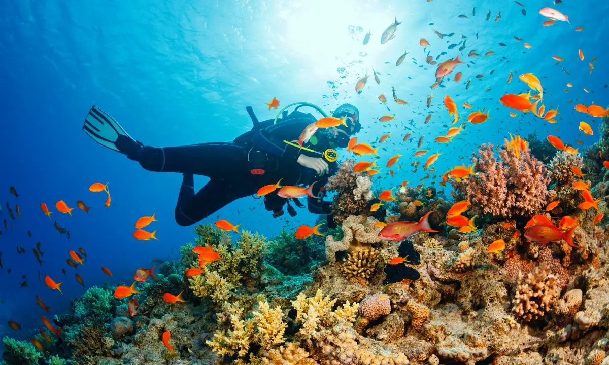 Person beim Tauchen mit Fischen und Korallen