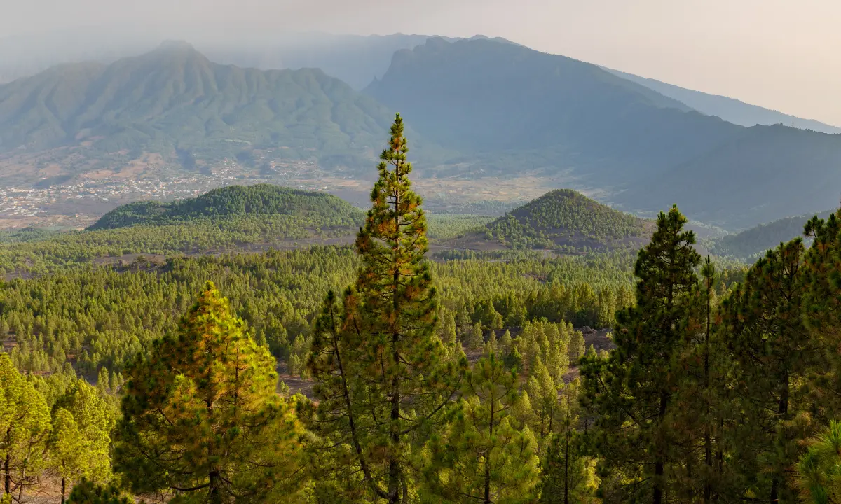 Paisaje monta&ntilde;oso con bosques verdes y pinos en primer plano.