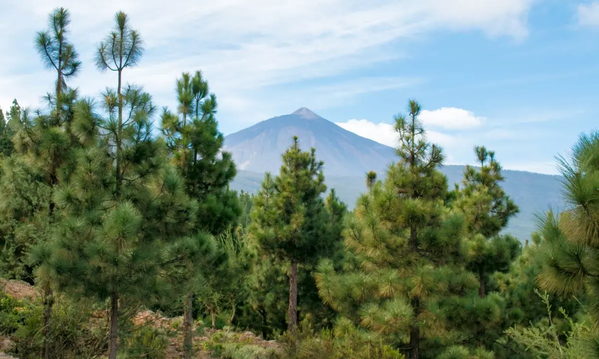 Der Teide zwischen kanarischen Kiefern