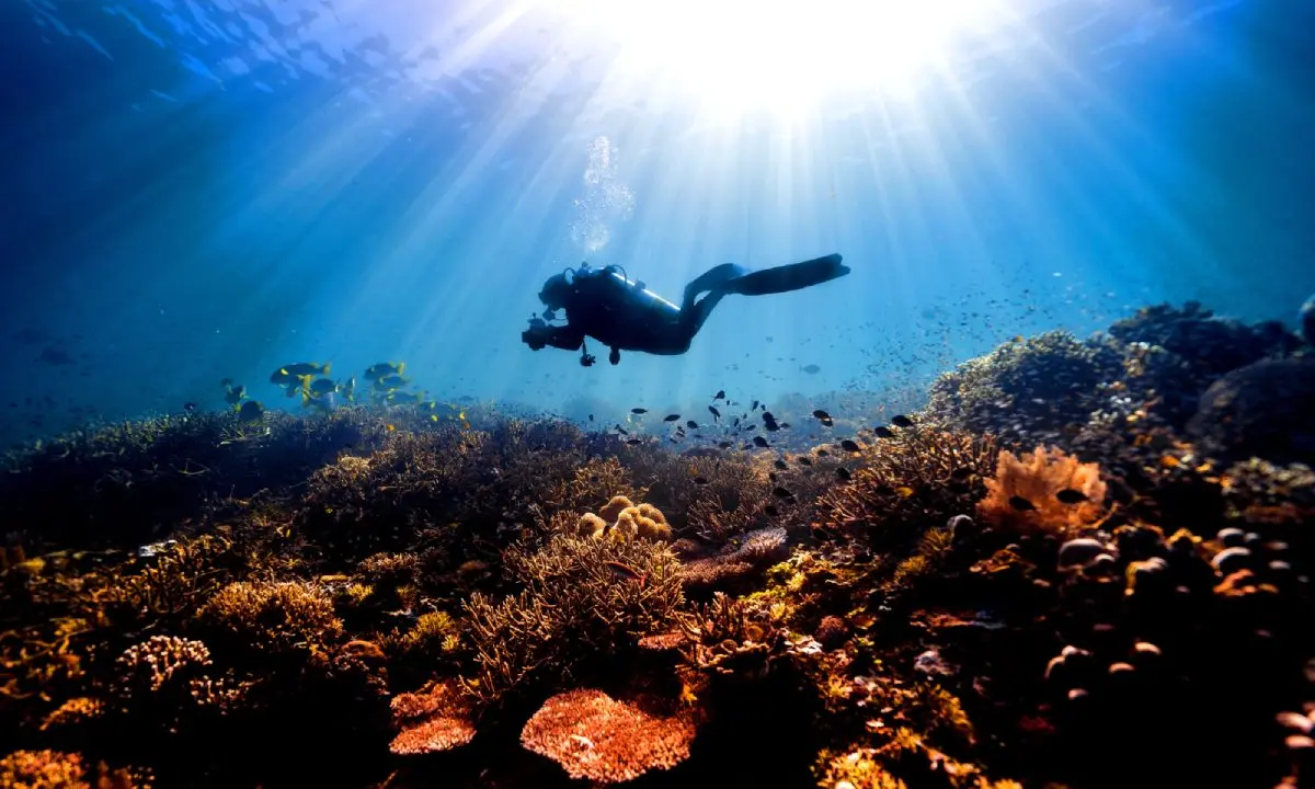 Person Scuba Diving
