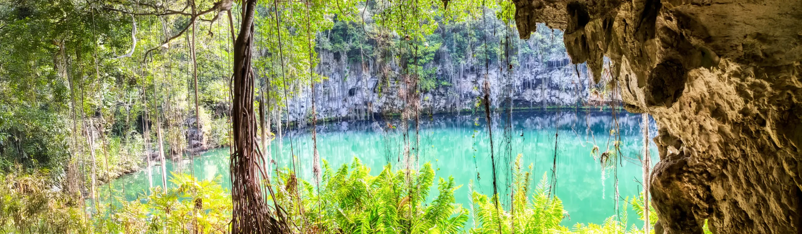 Cenote turquesa en selva con paredes de roca y ra&iacute;ces colgantes.