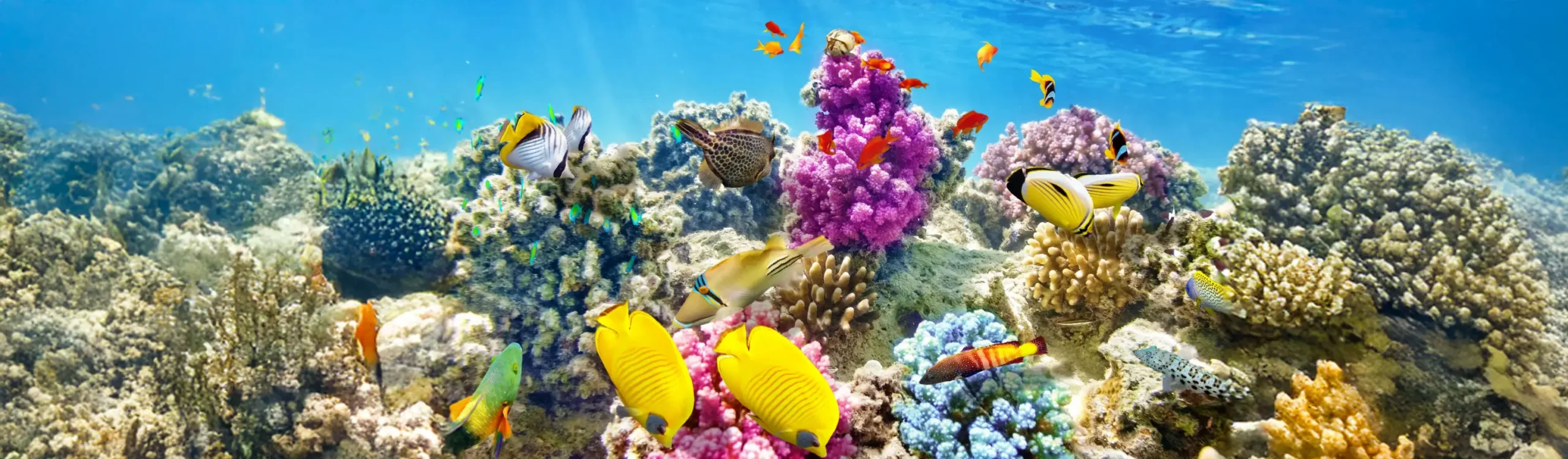 Peces de colores y corales multicolores en un arrecife bajo el mar