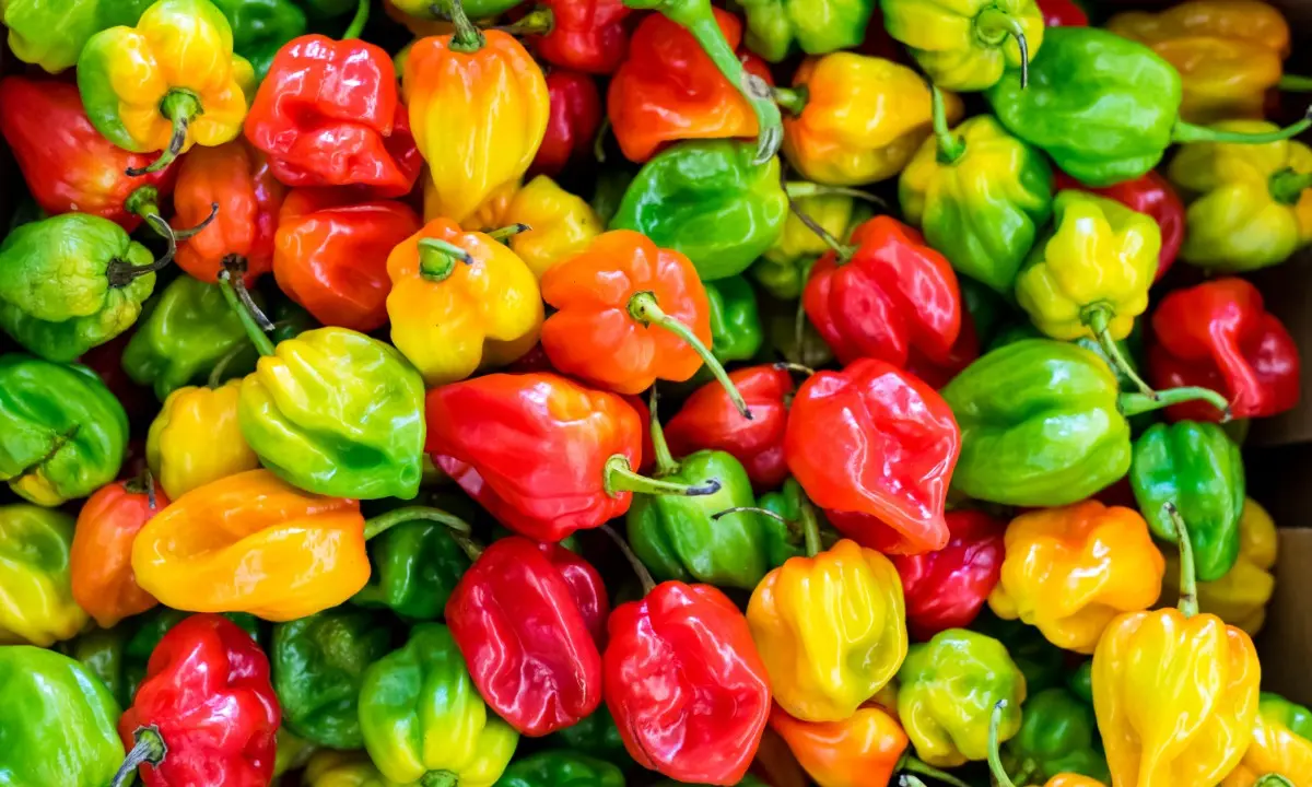 Pimientos picantes de colores en mont&oacute;n: rojos, verdes, amarillos y naranjas.