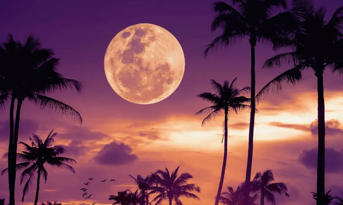 Luna llena sobre palmeras en un atardecer p&uacute;rpura y naranja