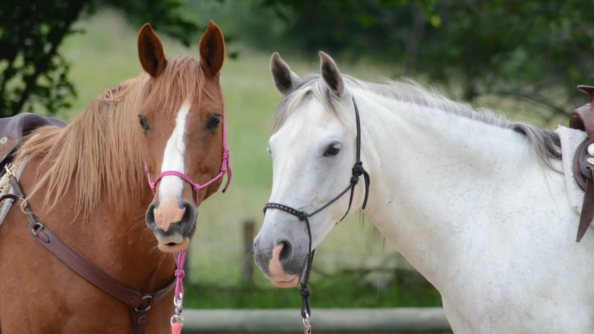 Dos caballos con bozales, uno casta&ntilde;o y otro blanco, trotan al aire libre
