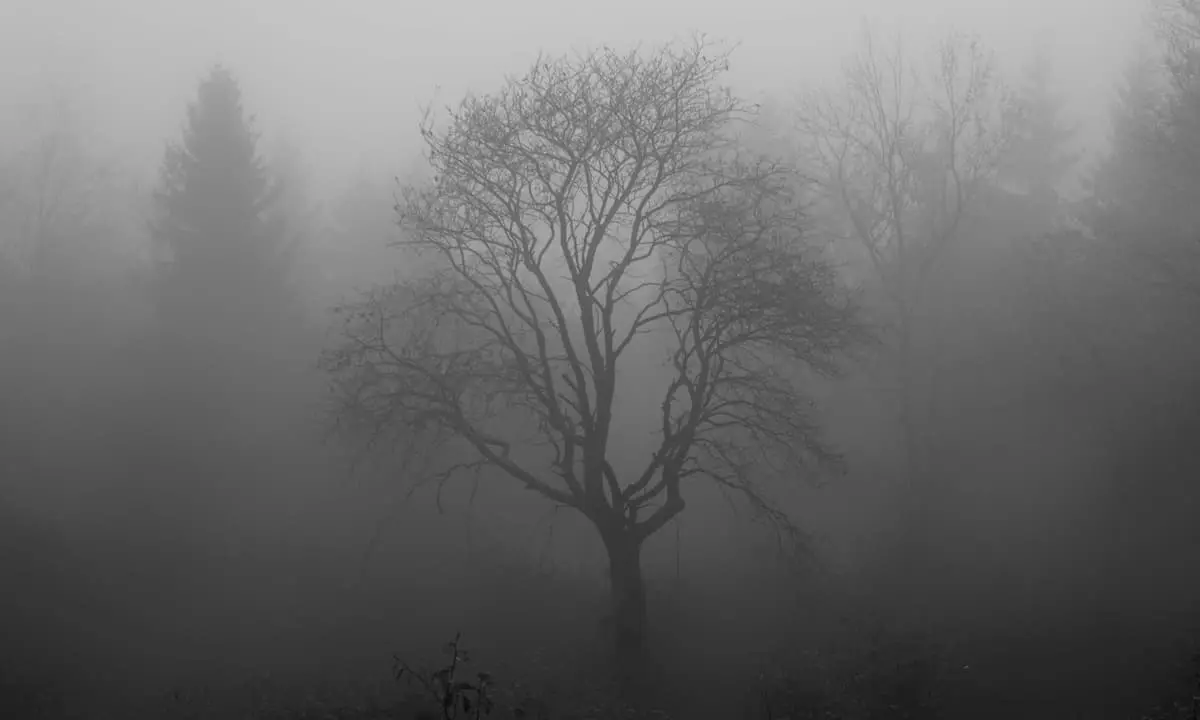 &Aacute;rbol sin hojas en la niebla, con ramas desnudas y fondo brumoso.