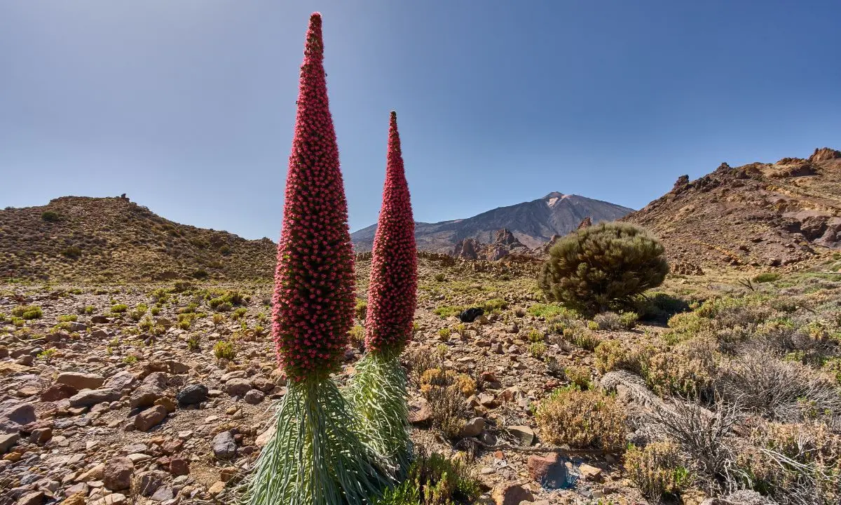 Roter Tajinaste in Blüte mit dem Teide im Hintergrund