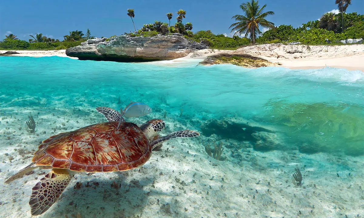 Tortuga marina nadando sobre un arrecife tropical en aguas turquesas