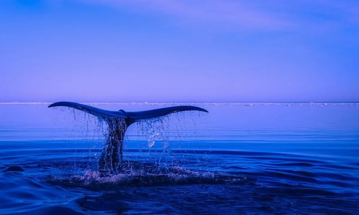 ballena-jorobada-1