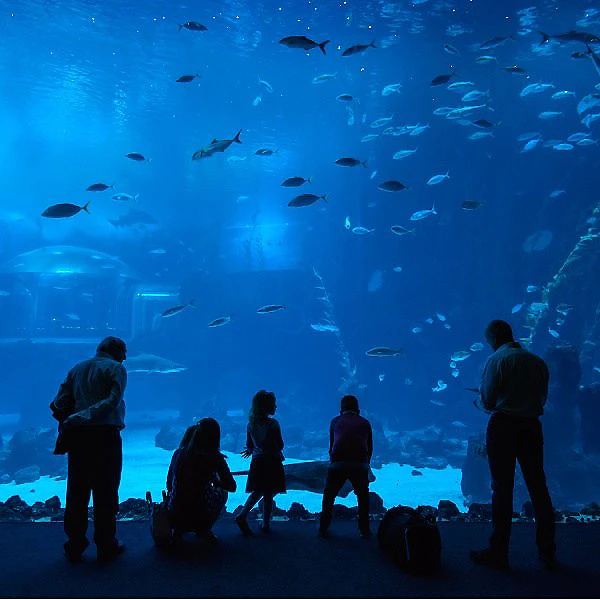 Personas mirando peces en un acuario, bajo el agua azul.
