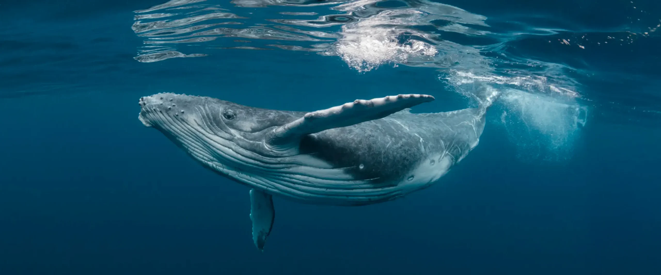 Ballena nadando bajo el agua, mostrando la cola y el lomo al romper la superficie