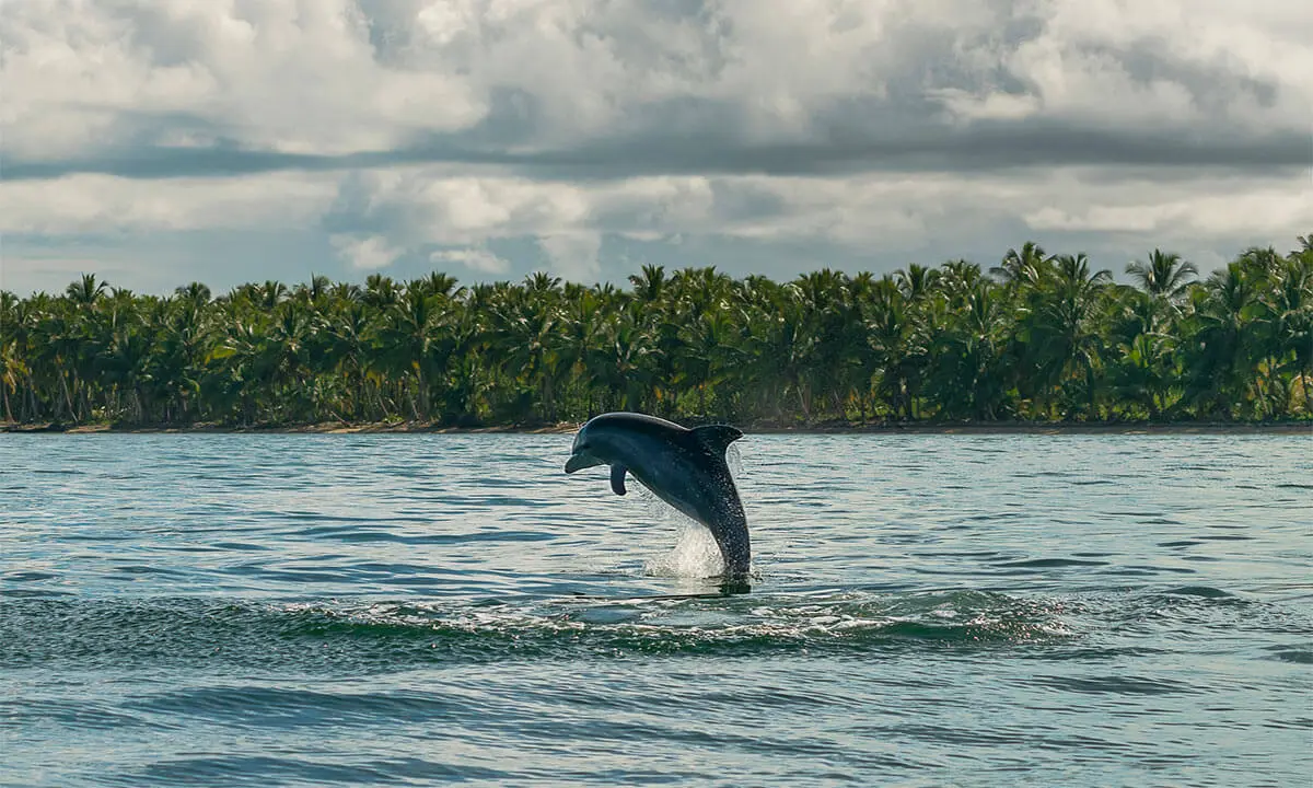 Delf&iacute;n saltando sobre el mar frente a un bosque de palmeras tropicales