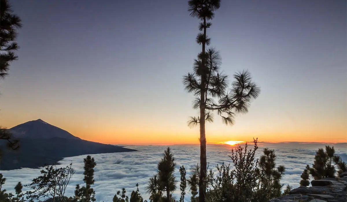 Puesta de sol con palmera y monta&ntilde;as sobre un mar de nubes