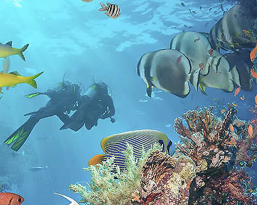 Pez globo y tibur&oacute;n nadando sobre arrecife coralino bajo el mar