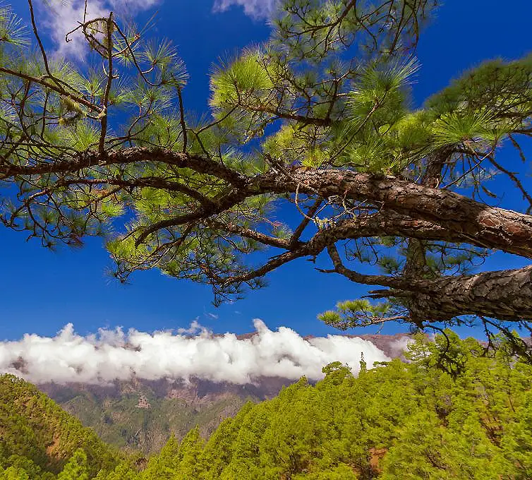 Ramas de &aacute;rbol con hojas verdes sobre monta&ntilde;as, cielo azul y nubes
