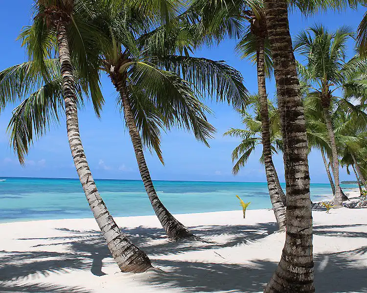Playa tropical con palmeras y mar azul bajo el cielo despejado.