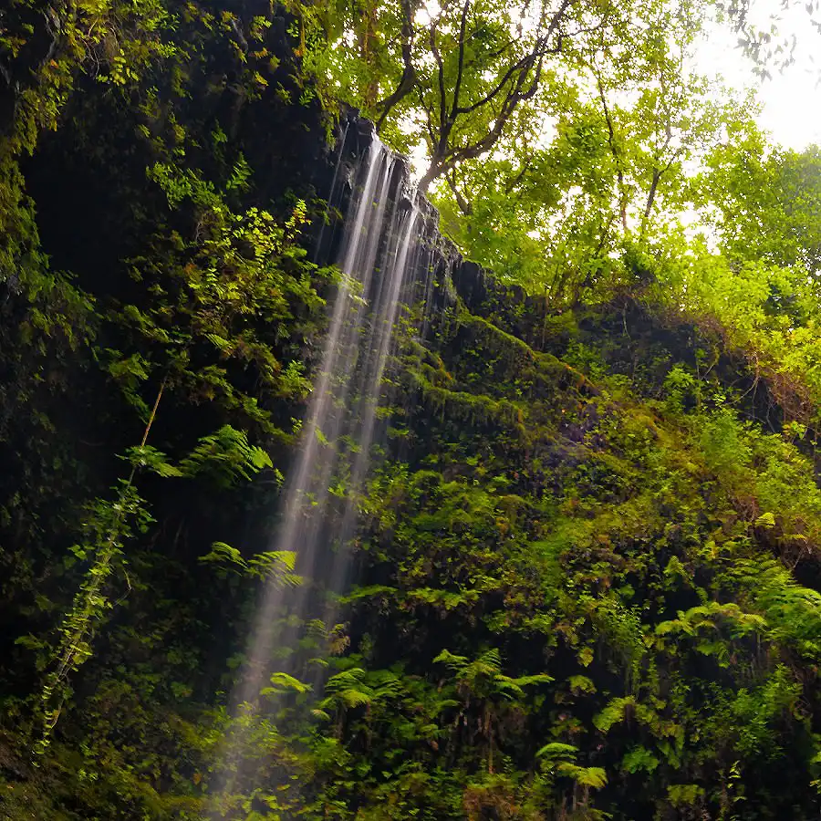 Cascada entre un bosque verde, con rayos de sol iluminando las hojas
