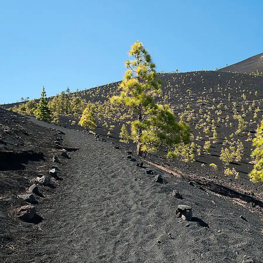 Pino amarillo en ladera volc&aacute;nica con cielo azul y rocas negras al fondo