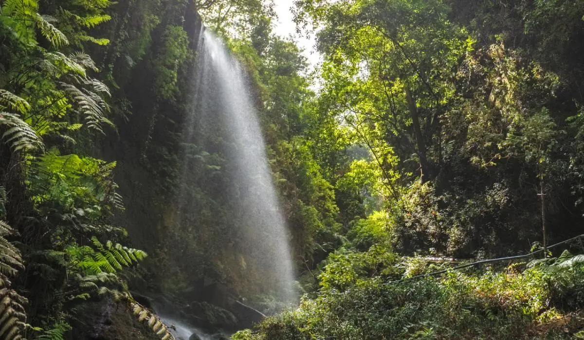 Cascada entre selva tropical verde, rodeada de helechos y &aacute;rboles.