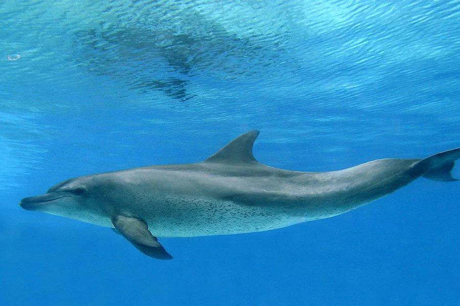 Delf&iacute;n nadando bajo el agua azul, con su aleta dorsal visible.